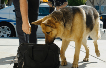 Drug dog sniffing bag with police officer standing by
