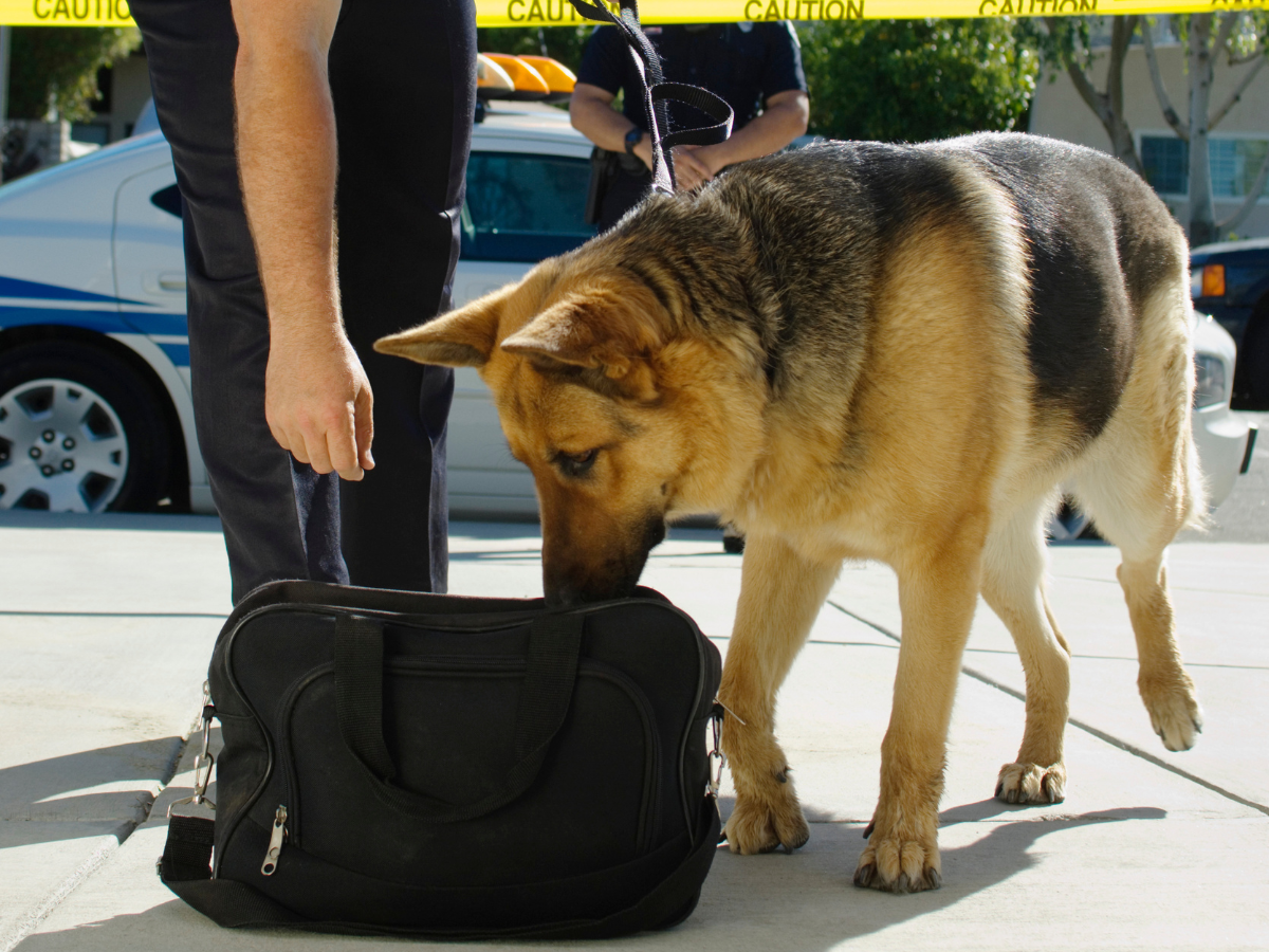 Drug dog sniffing bag with police officer standing by