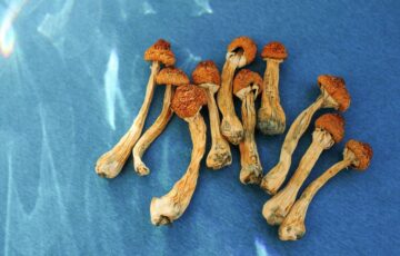 dried psilocybin mushrooms on blue background