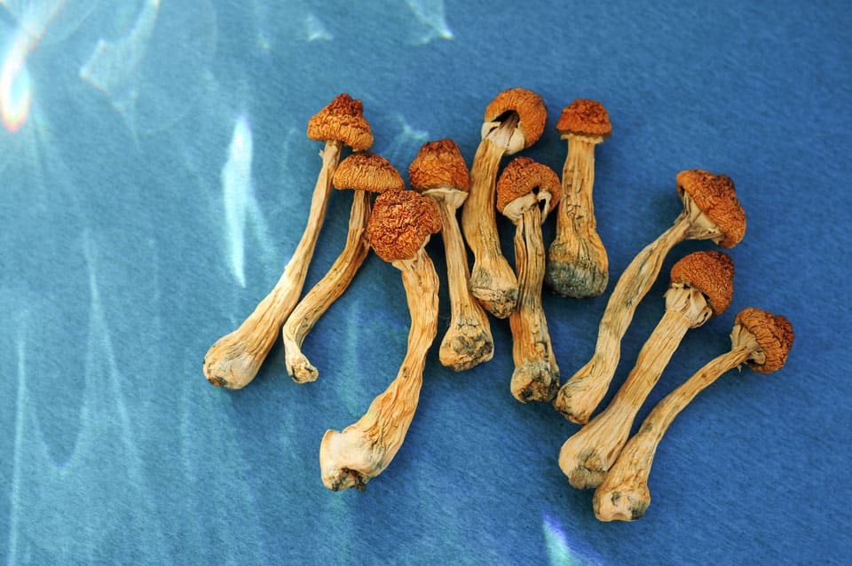 dried psilocybin mushrooms on blue background