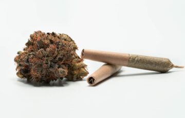 marijuana bud and joint